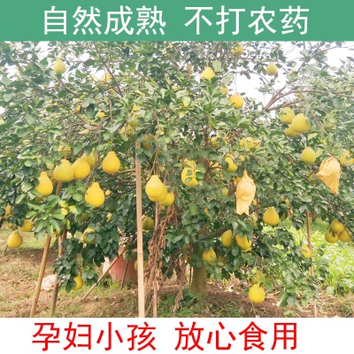 广西容县沙田柚商超品质现摘速发白肉蜜柚柚子非蜂蜜柚一件代发
