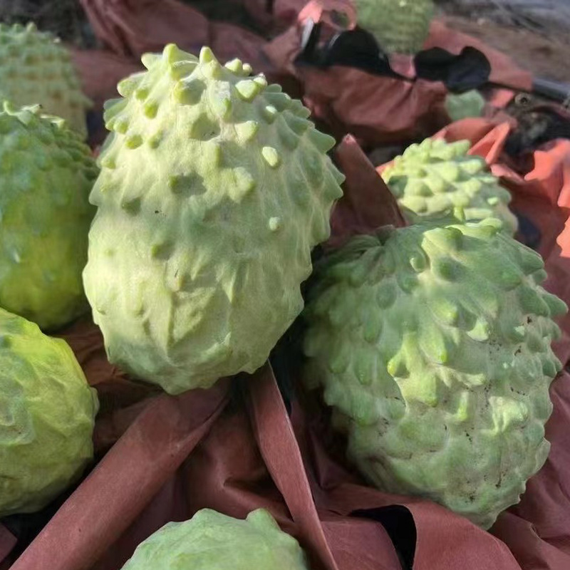 释迦果4