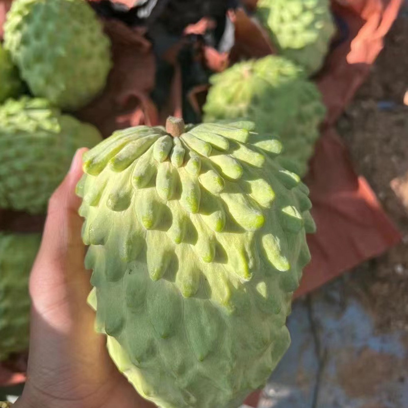 释迦果5