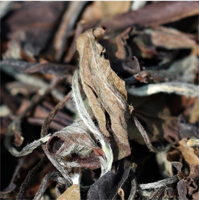 福鼎白茶散茶批发老寿眉6年老白茶SC厂源认证贡眉特级白茶老寿眉