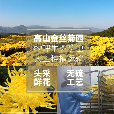 四十年基地 安徽黄山金丝皇菊批发一杯一朵菊花茶独立装金丝黄菊