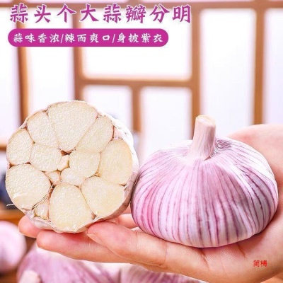 山东金乡祘头籽10批发2024新鲜大蒜头干蒜5斤蒜子斤3紫皮斤农家