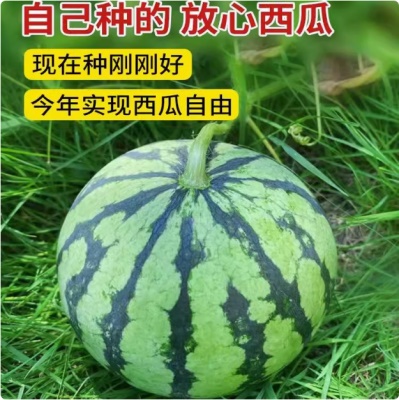 甜王8424西瓜种子特大春季四季高产懒汉麒麟西瓜种籽孑南方西瓜苗