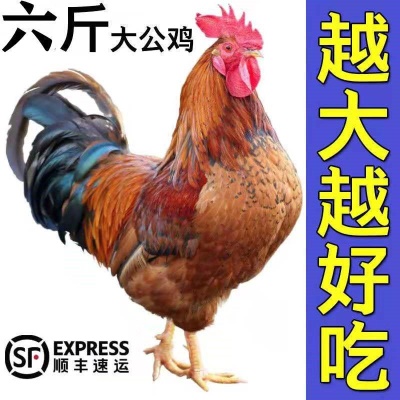 农家散养公鸡活鸡现杀大公鸡土鸡笨公鸡走地鸡新鲜鸡肉鸡胸肉鸡
