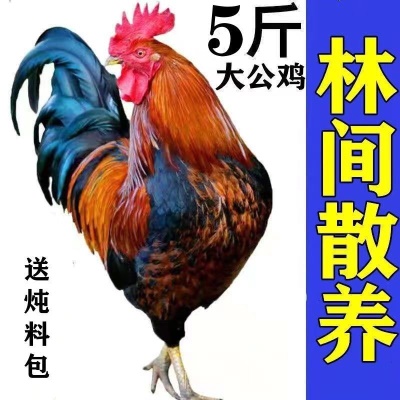 农家散养公鸡活鸡现杀大公鸡土鸡笨公鸡走地鸡新鲜鸡肉鸡胸肉鸡