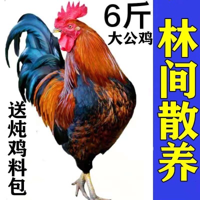 农家散养公鸡活鸡现杀大公鸡土鸡笨公鸡走地鸡新鲜鸡肉鸡胸肉鸡