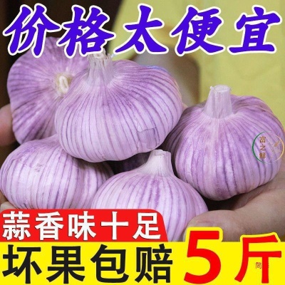 山东金乡祘头籽10批发2024新鲜大蒜头干蒜5斤蒜子斤3紫皮斤农家