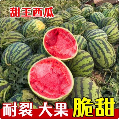 甜王8424西瓜种子特大春季四季高产懒汉麒麟西瓜种籽孑南方西瓜苗