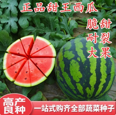 甜王8424西瓜种子特大春季四季高产懒汉麒麟西瓜种籽孑南方西瓜苗