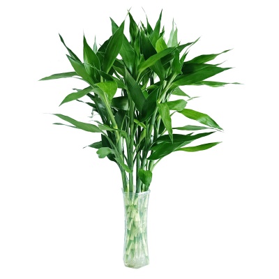 富贵竹植物水养客厅大绿萝盆栽花瓶室内花卉水竹大转运竹节节高