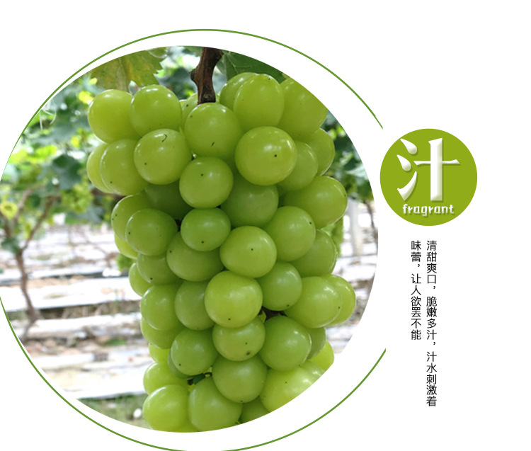 阳光玫瑰葡萄_07.jpg