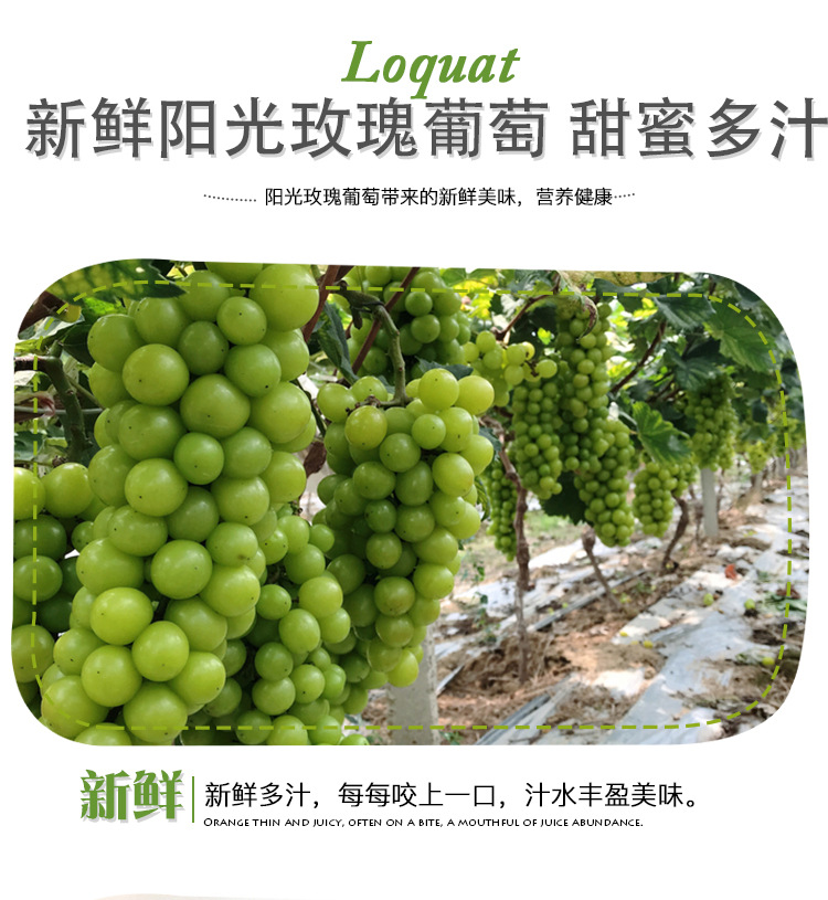 阳光玫瑰葡萄_10.jpg