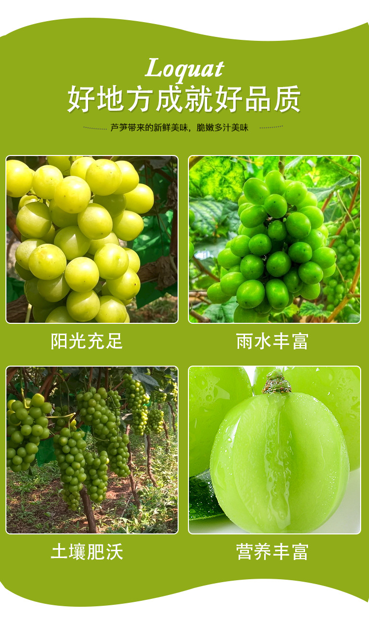 阳光玫瑰葡萄_09.jpg