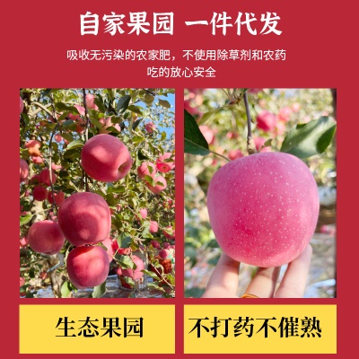 【淡雪条纹】正宗烟台苹果栖霞红富士脆甜新鲜水果整箱产地直发