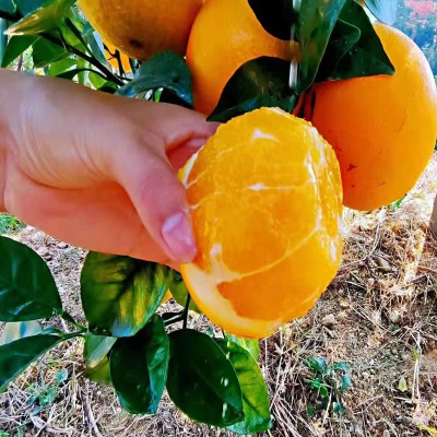 【产地直发】赣南脐橙新鲜水果当季夏橙现摘10斤甜橙赣州橙子批发