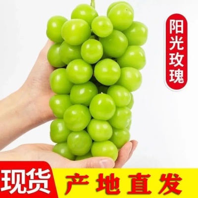 产地直发阳光玫瑰葡萄应季现摘现发新鲜水果晴王青提香印一件代发