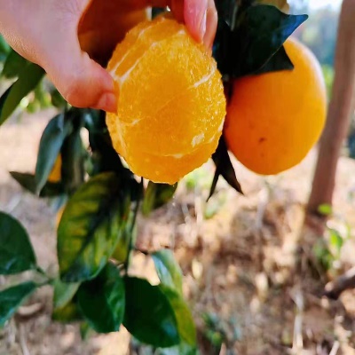 【产地直发】赣南脐橙新鲜水果当季夏橙现摘10斤甜橙赣州橙子批发