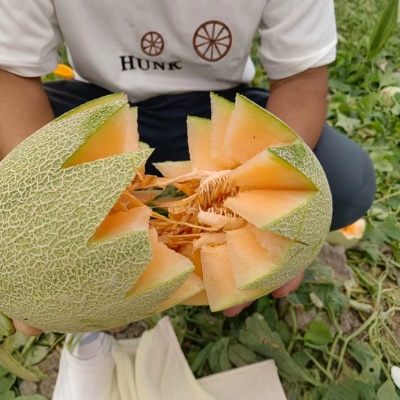 正宗新疆哈密瓜西州蜜25号新鲜水果应季现摘甜瓜网纹新疆直发代发