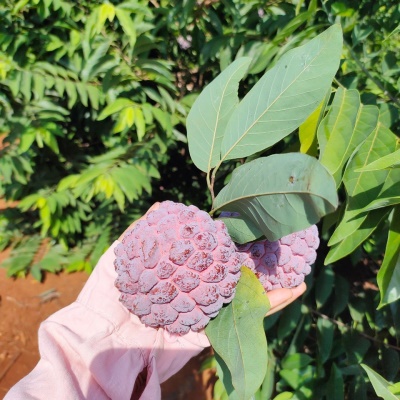 【严选】海南玫瑰释迦果 当季甜如蜜佛头果番荔枝新鲜孕妇水果
