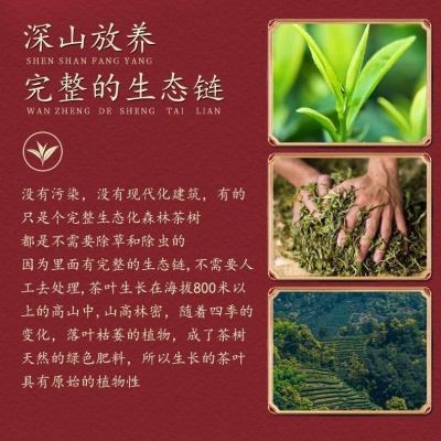 红茶武夷山核心产区春茶正山小种金骏眉浓香型茶叶办公商用高级