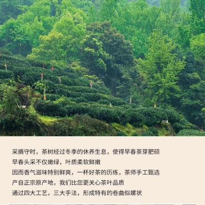 绿茶2025新茶碧螺春茶毛尖茶 日照高山云雾茶叶 散装罐装500g批发
