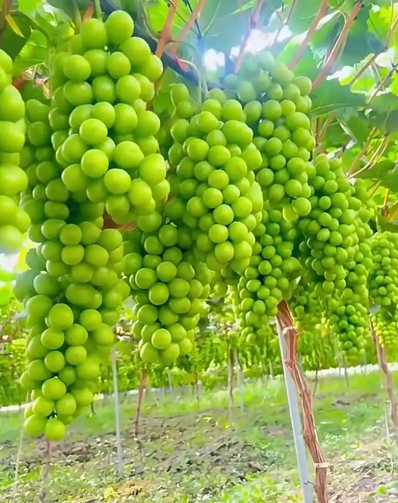 1.阳光玫瑰葡萄.webp.jpg