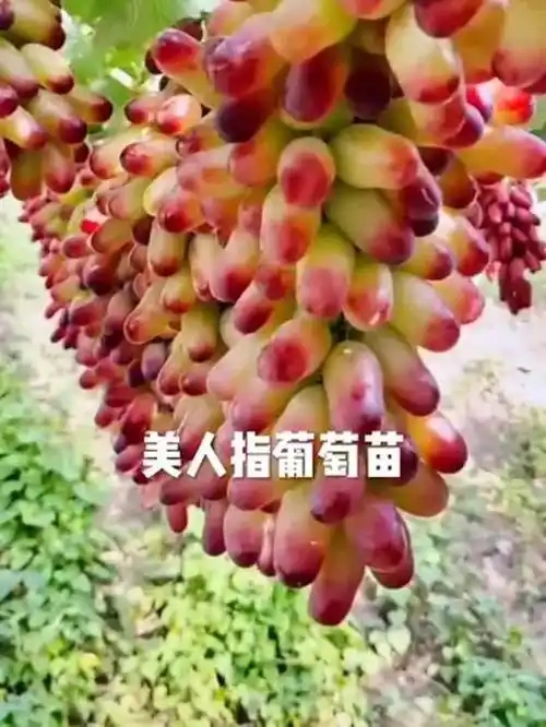美人指葡萄.webp.jpg