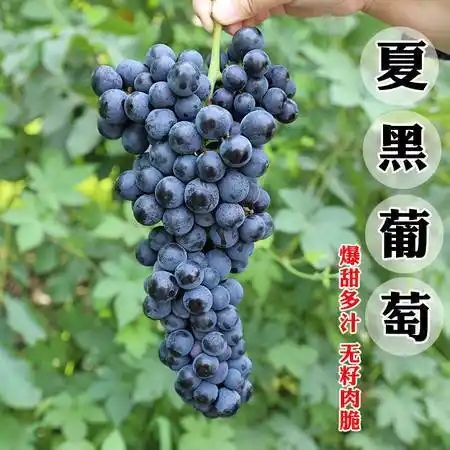 夏黑葡萄.webp.jpg