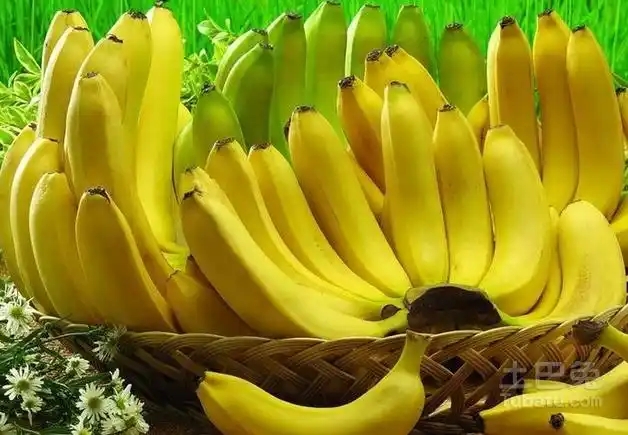 牛角蕉.webp.jpg