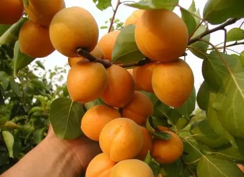 u=1758911223,1078182229&fm=253&fmt=auto&app=138&f=JPEG.webp.jpg