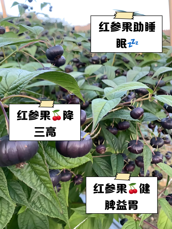622762d0f703918fe418d049433d269758eec46c.png