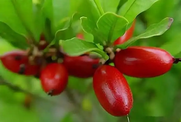 u=2738719774,2944793366&fm=253&fmt=auto&app=138&f=JPEG.webp.jpg