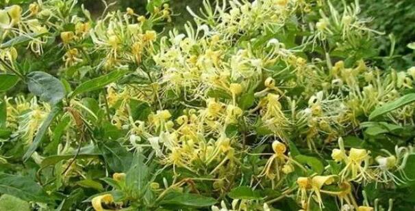 金银花茶产地是哪里(1)