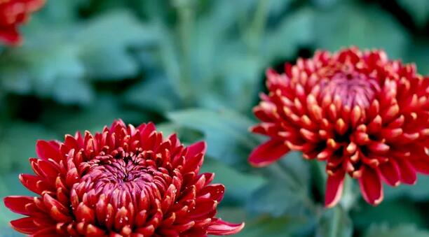 哺乳期能喝菊花茶吗