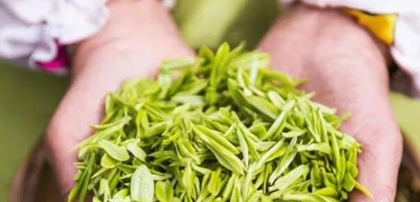 安吉白茶产地在哪个省