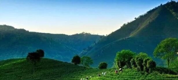 安吉白茶产地在哪个省(1)