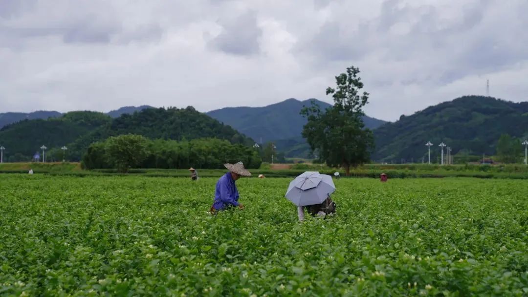 戒断奶茶的年轻人，用这杯茉莉银针爱上喝水